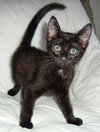 Marvel the Kitten