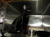 Marvel the Kitten