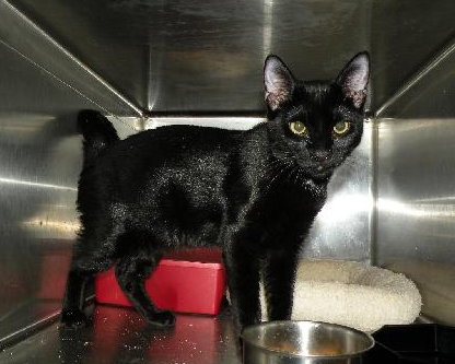 Marvel the Kitten