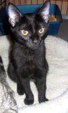 Moriah the Kitten
