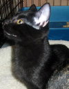 Moriah the Kitten