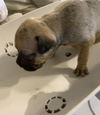 Buster