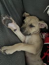 Buster