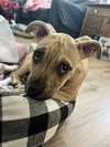 Buster