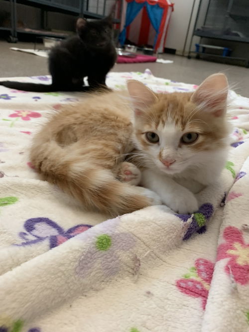 Peaches