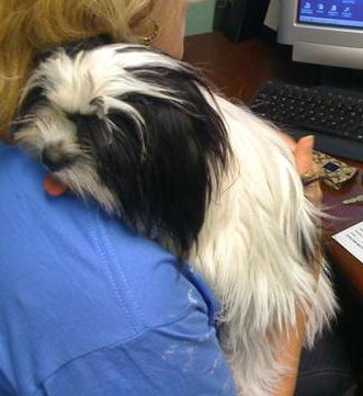 Peanut the Shih Tzu