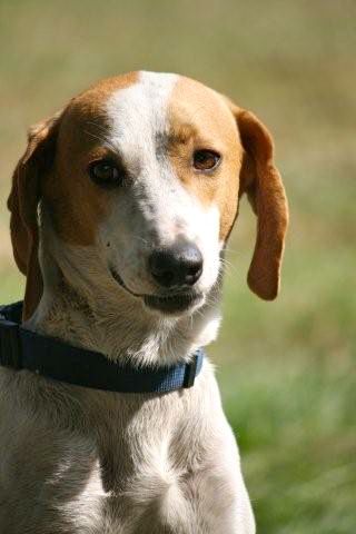 Sally the Treeing Walker