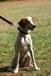 Sally the Treeing Walker
