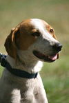 Sally the Treeing Walker