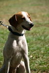 Sally the Treeing Walker