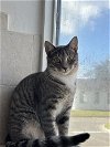 adoptable Cat in sanford, fl, FL named Boom Chocolatta