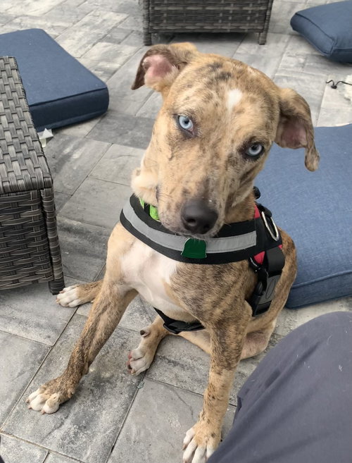Birdie