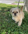 Prissy *BONDED* with Rosalie *FH