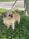 Prissy *BONDED* with Rosalie *FH