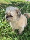Prissy *BONDED* with Rosalie *FH