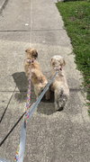 Prissy *BONDED* with Rosalie *FH