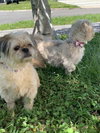Prissy *BONDED* with Rosalie *FH