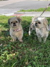Prissy *BONDED* with Rosalie *FH