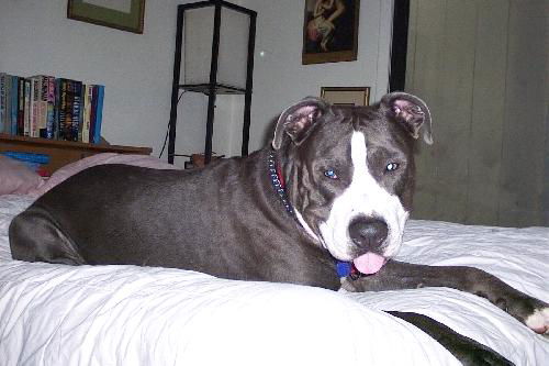 Samson the Terrier