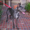 Barron the Great Dane