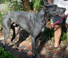 Barron the Great Dane