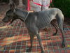 Barron the Great Dane