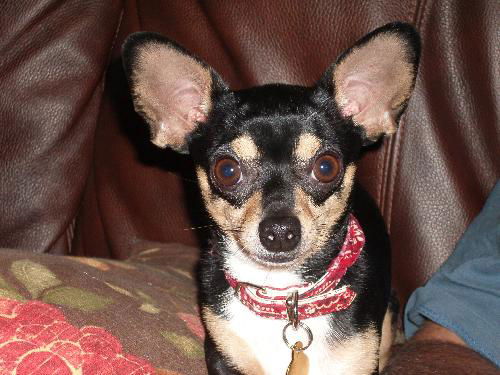 Pancho the Toy Chihuahua