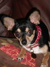 Pancho the Toy Chihuahua