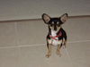 Pancho the Toy Chihuahua