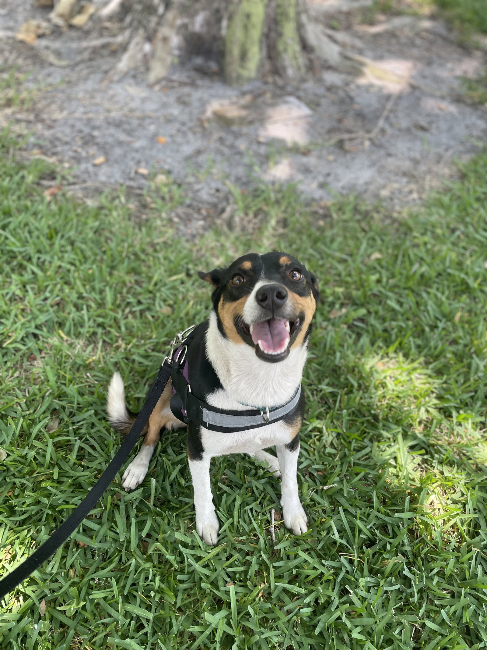 Dog for Adoption Nomad, a Jack Russell Terrier in Ormond By The Sea