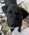 Black Bean