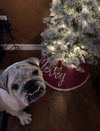 Brutus