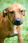 Lucious the Boxer/Lab