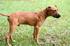 Lucious the Boxer/Lab