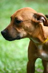 Lucious the Boxer/Lab