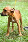 Lucious the Boxer/Lab