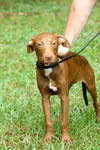 Tasia the Whippet