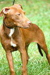 Tasia the Whippet