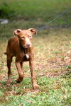 Tasia the Whippet