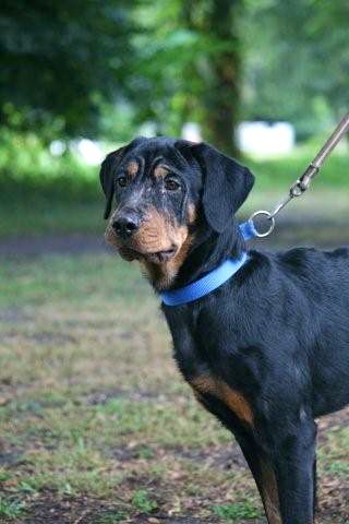 Ralph the Rottie Puppy