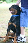 Ralph the Rottie Puppy