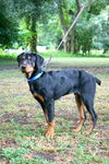 Ralph the Rottie Puppy