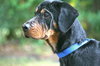 Ralph the Rottie Puppy