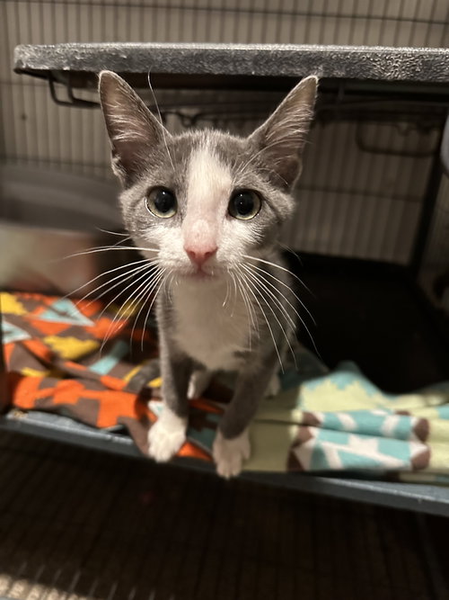 Ringo