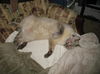 Storm the Siamese