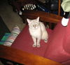 Storm the Siamese