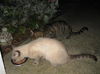 Storm the Siamese