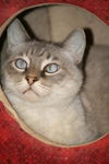 Storm the Siamese