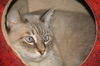 Storm the Siamese