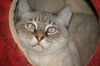 Storm the Siamese